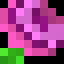 rose, magnified